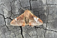 Nataxa flavescens