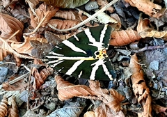 Euplagia quadripunctaria