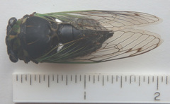 Neotibicen tibicen tibicen