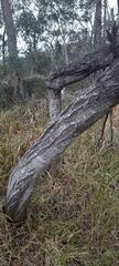 Phyllodineae