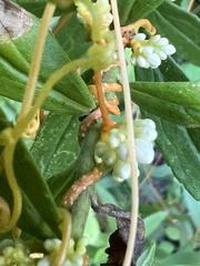 Cuscuta gronovii