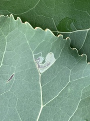 Stigmella populetorum