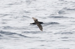 Procellariidae