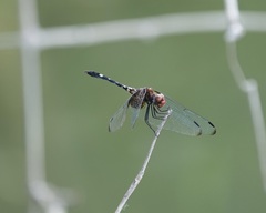 Dythemis fugax