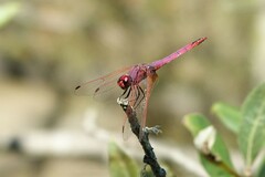 Trithemis annulata
