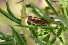 Melanoplini