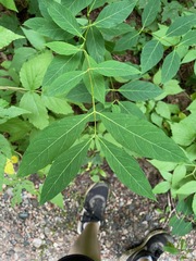 Apocynum androsaemifolium