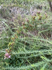 Lespedeza virginica
