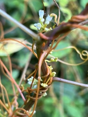 Cuscuta gronovii