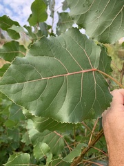 Stigmella populetorum