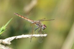 Trithemis annulata