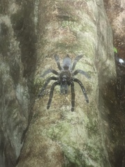 Psalmopoeus