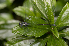 Austroargiolestes icteromelas