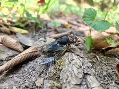 Neotibicen lyricen