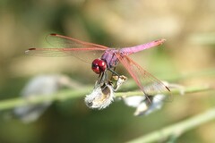 Trithemis annulata