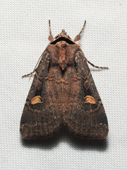 Adelphagrotis indeterminata