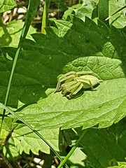 Micrommata virescens
