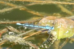 Enallagma cyathigerum