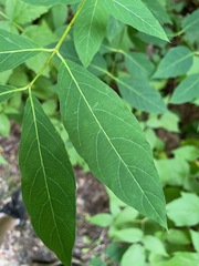 Apocynum androsaemifolium