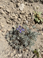 Lupinus lepidus