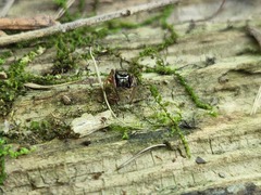 Zygoballus rufipes