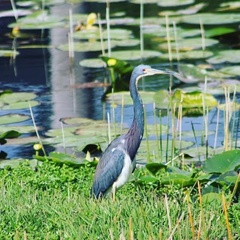 Egretta tricolor
