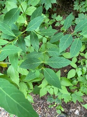 Apocynum androsaemifolium