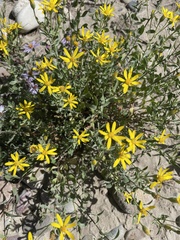 Heterotheca villosa