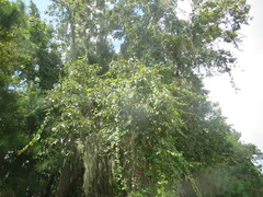 Quercus michauxii