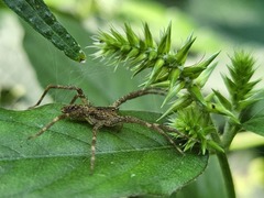 Pisaurina mira