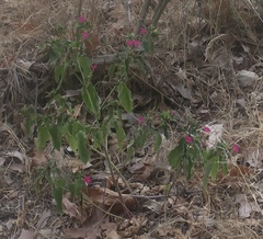 Mirabilis jalapa