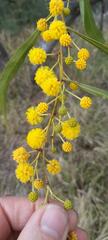 Phyllodineae