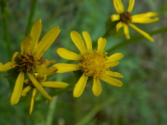 Senecio integerrimus exaltatus