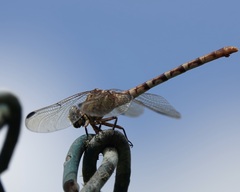 Erpetogomphus designatus