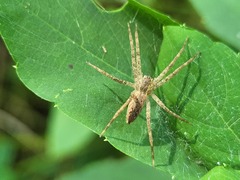 Pisaurina mira