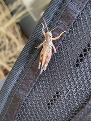 Melanoplus sanguinipes