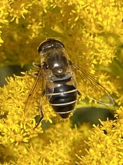 Eristalis nemorum