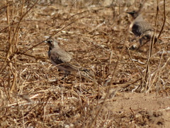 Eremophila alpestris