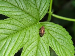 Lepyronia quadrangularis