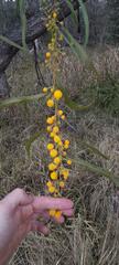 Phyllodineae