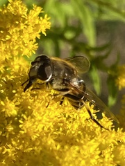 Eristalis nemorum
