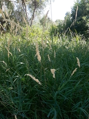 Phalaris arundinacea