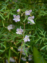 Tonella floribunda