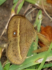 Brakefieldia perspicua