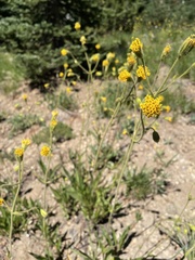 Arnica parryi