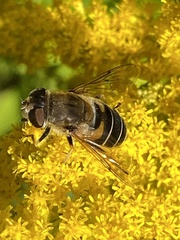Eristalis nemorum