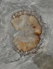 Chrysaora fuscescens