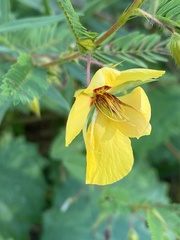 Chamaecrista fasciculata