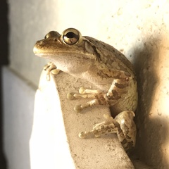 Osteopilus septentrionalis