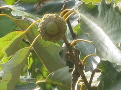Quercus michauxii